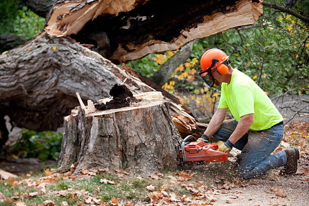 Tree and Shrub Care in Rush Springs, OK